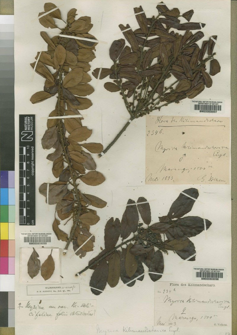 Myrica kilimandscharica photo 3