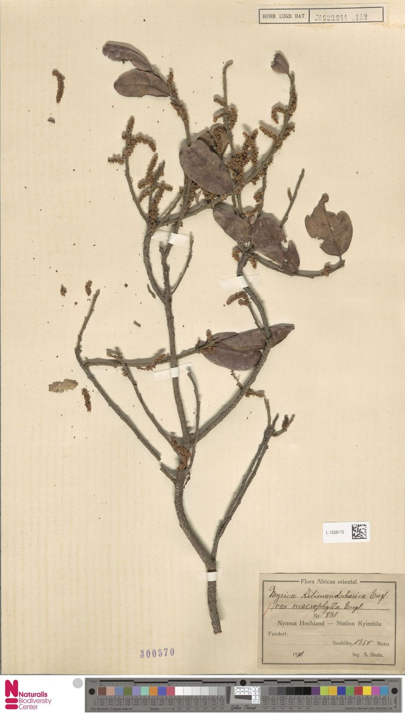 Myrica kilimandscharica photo 5