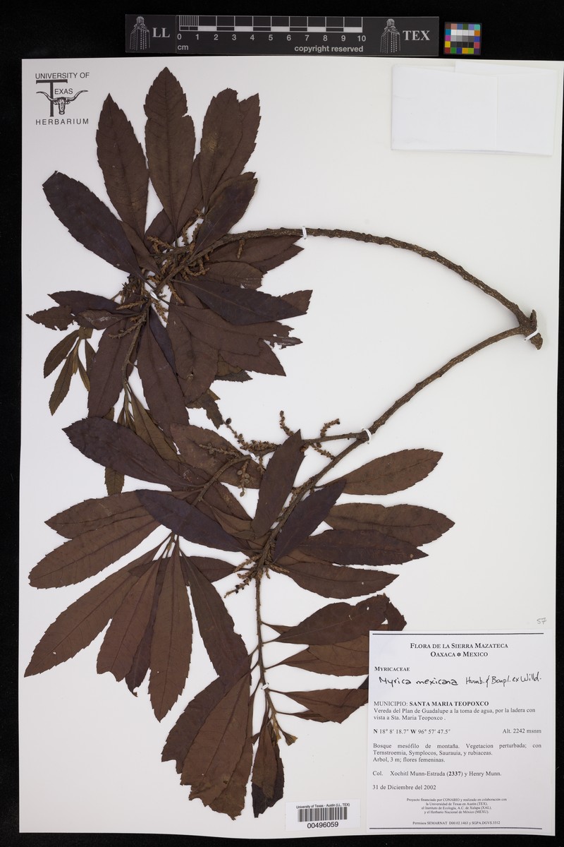 Myrica lindeniana