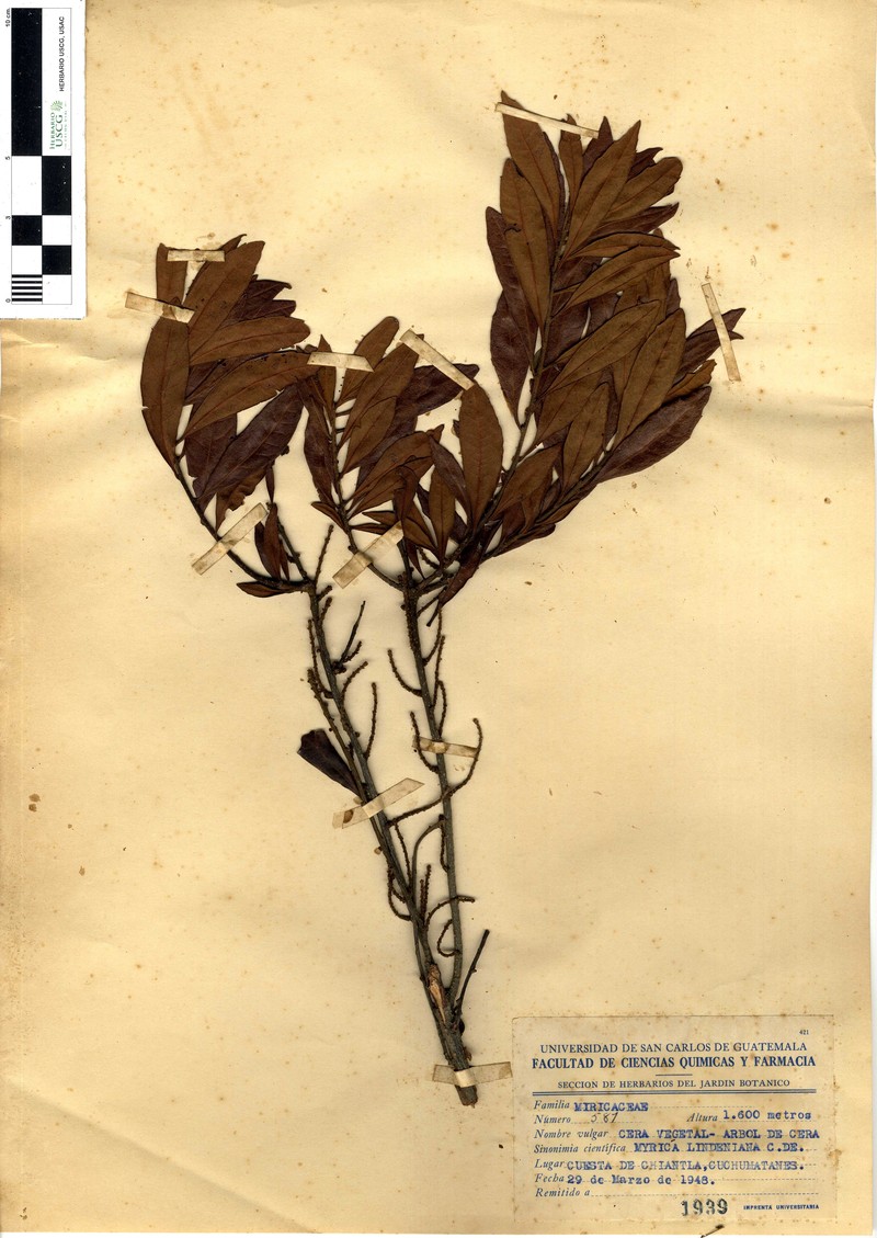 Myrica lindeniana photo 2