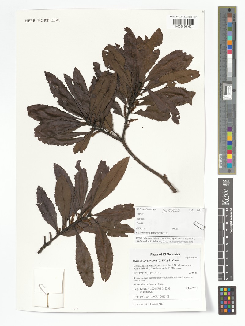 Myrica lindeniana photo 3