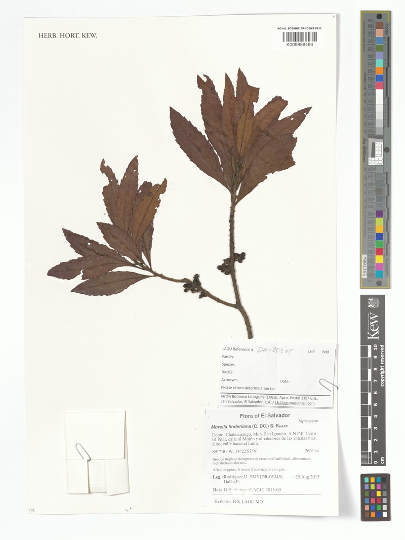 Myrica lindeniana photo 4