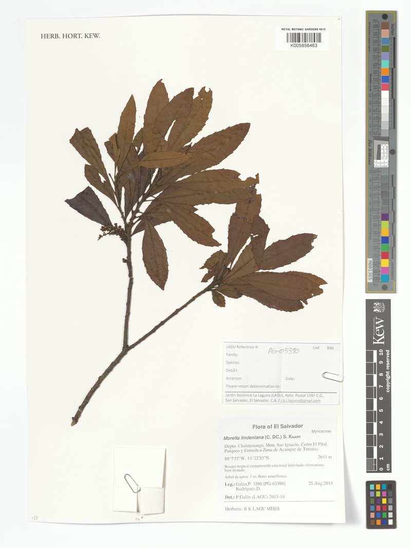 Myrica lindeniana photo 5