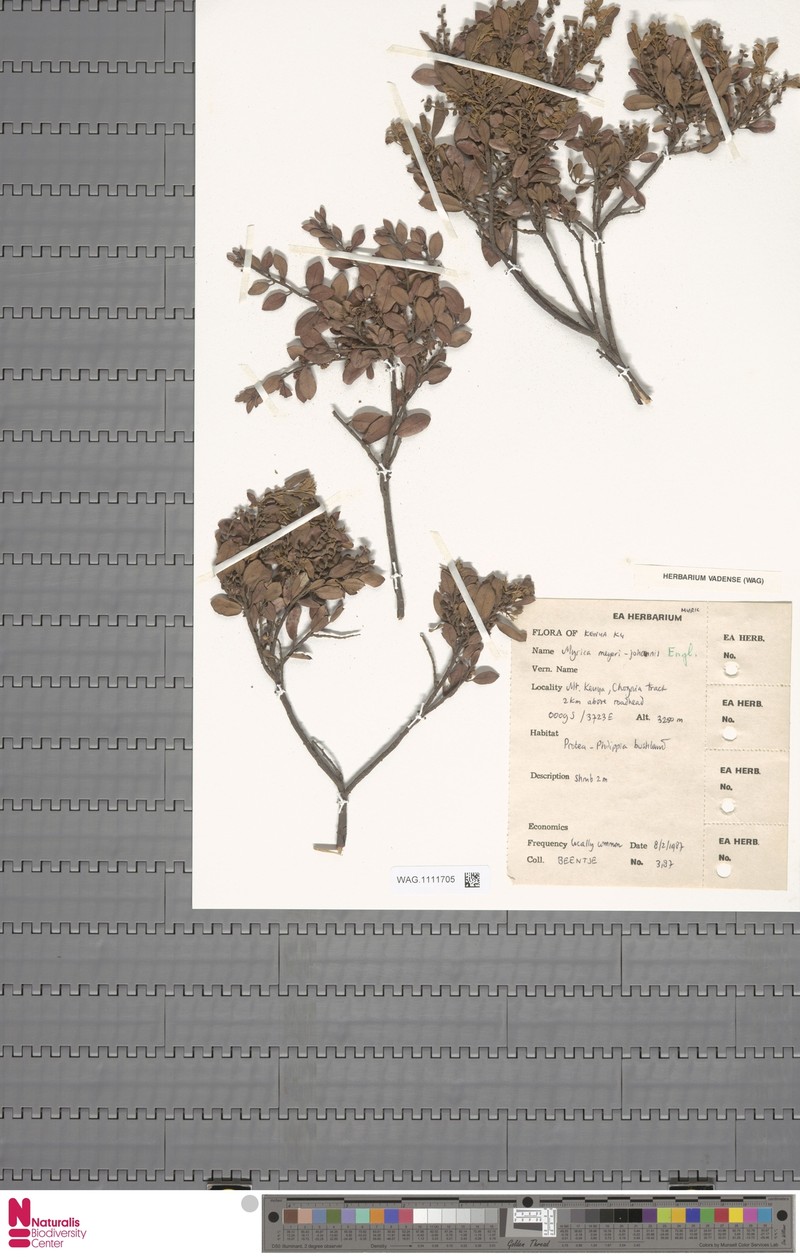 Myrica meyeri-johannis