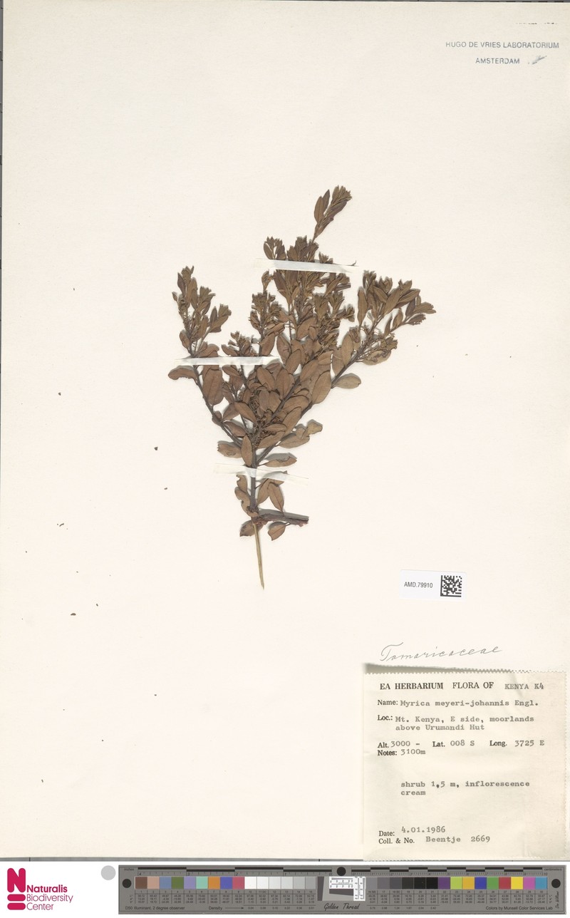 Myrica meyeri-johannis photo 2