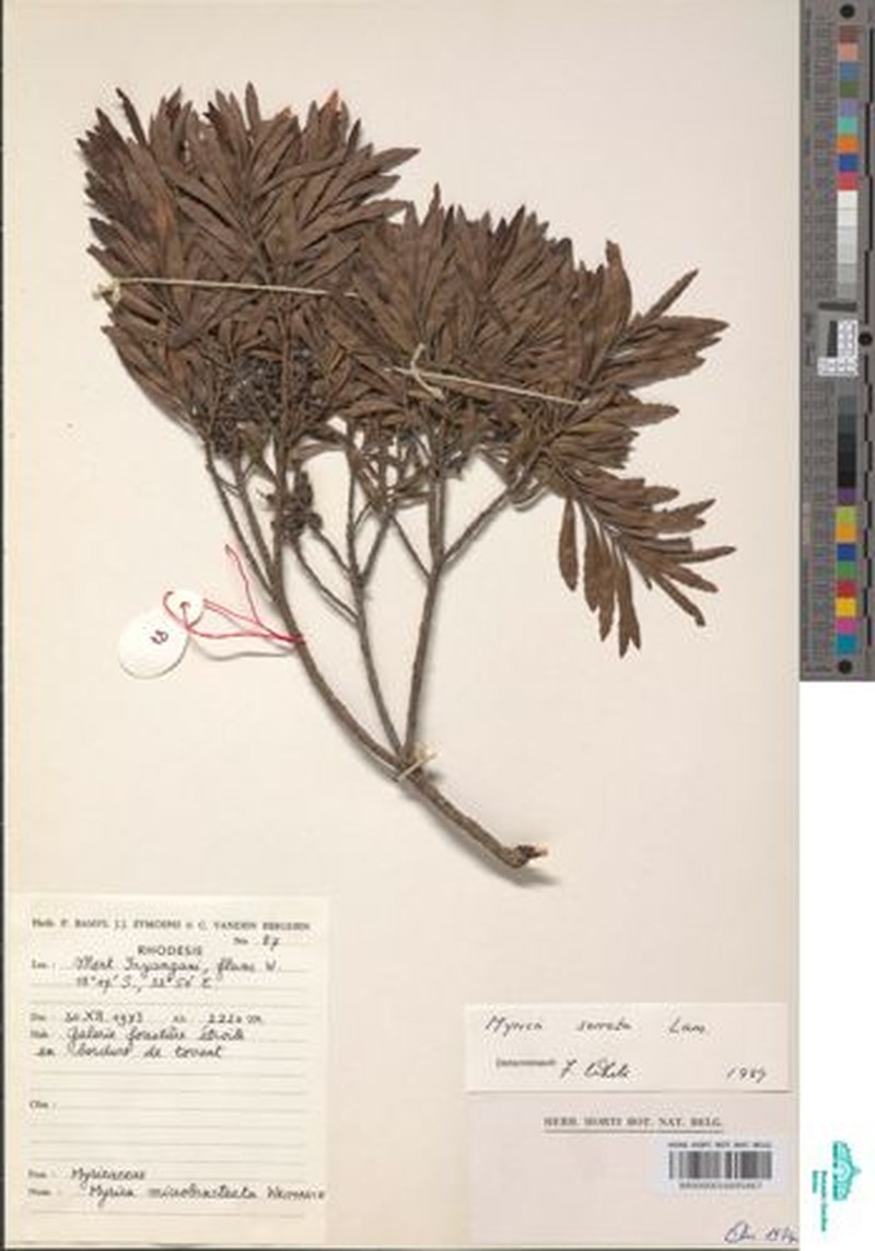 Myrica microbracteata