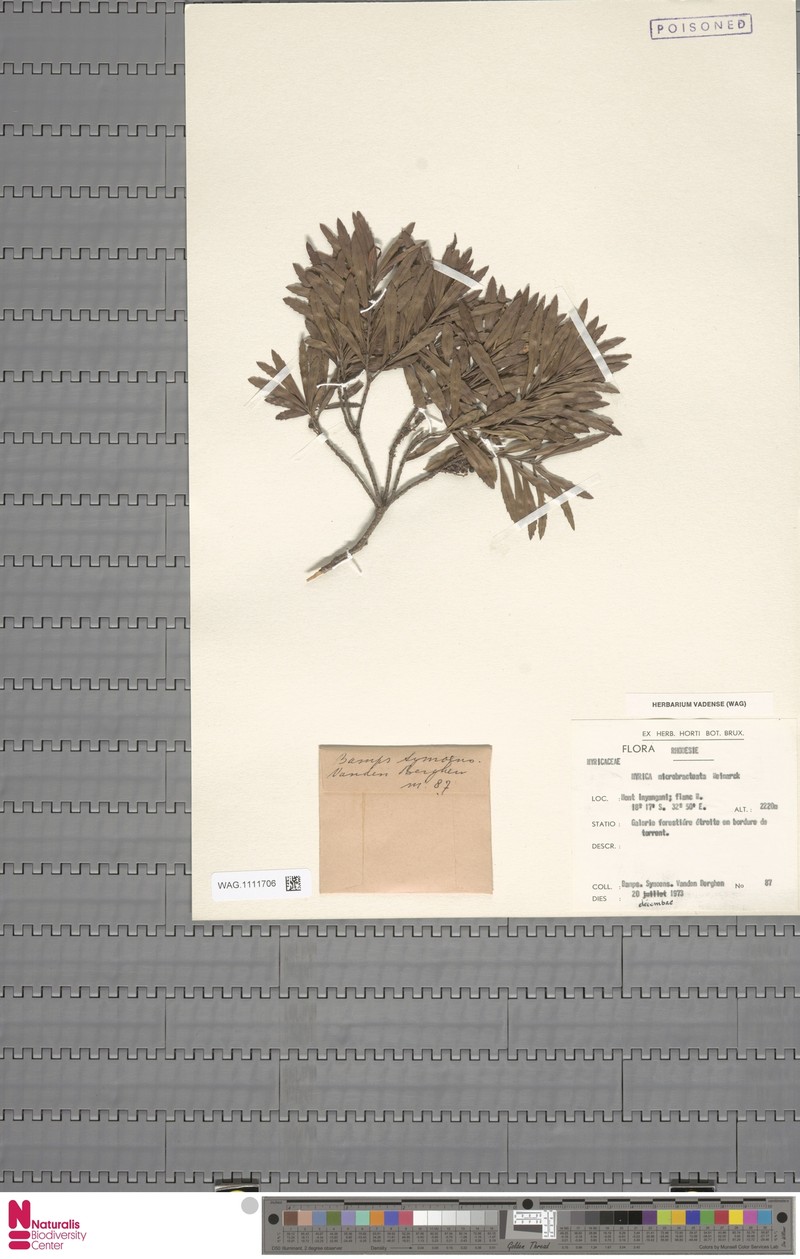 Myrica microbracteata photo 2