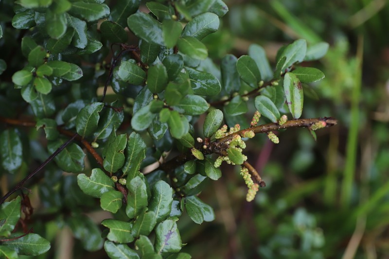 Myrica mildbraedii