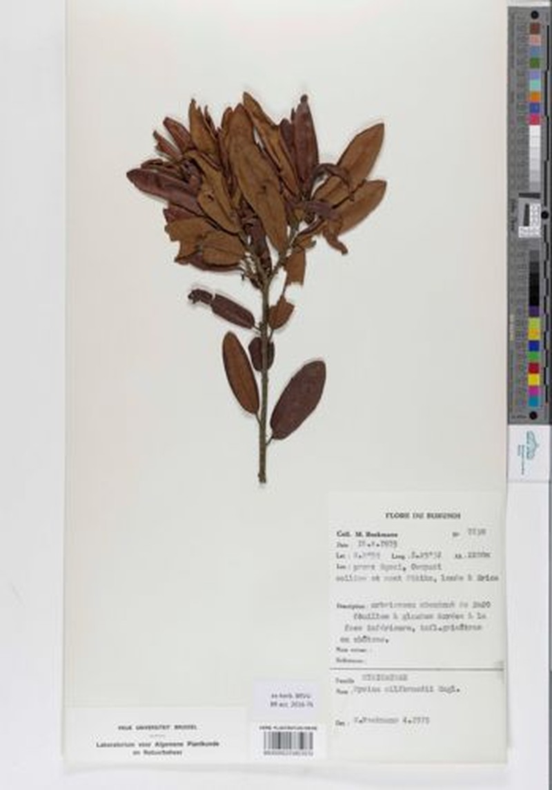Myrica mildbraedii photo 2