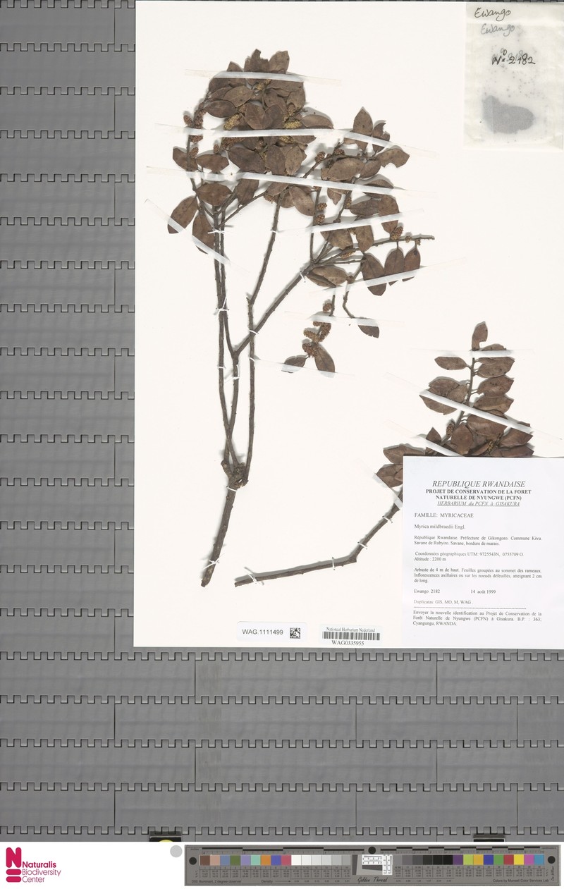 Myrica mildbraedii photo 3