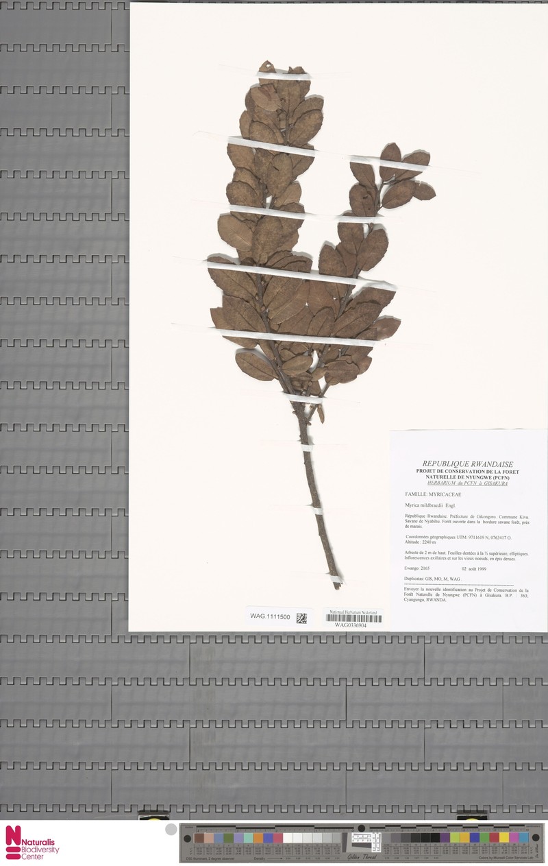 Myrica mildbraedii photo 4