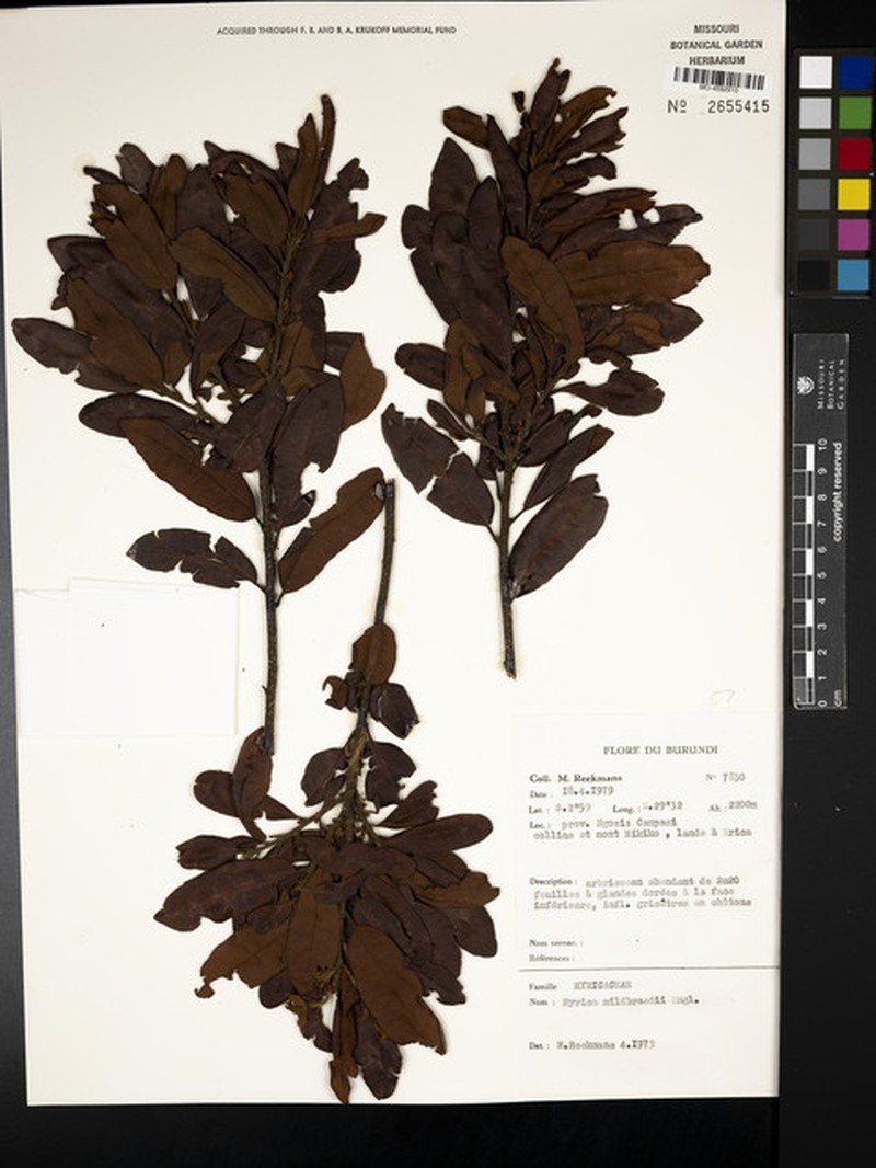Myrica mildbraedii photo 5