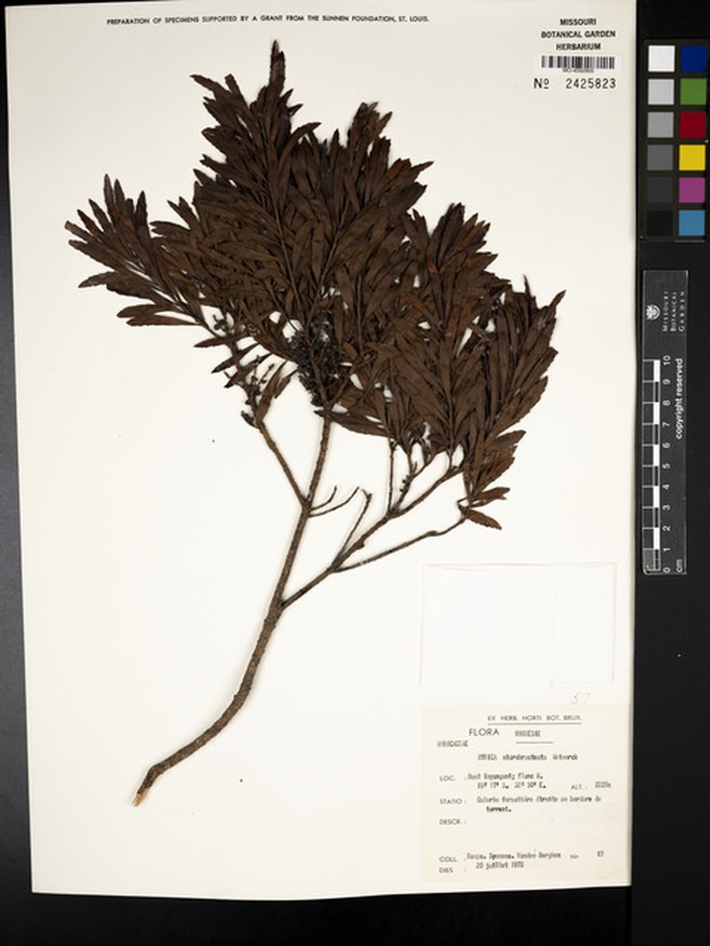 Myrica mildbraedii photo 6