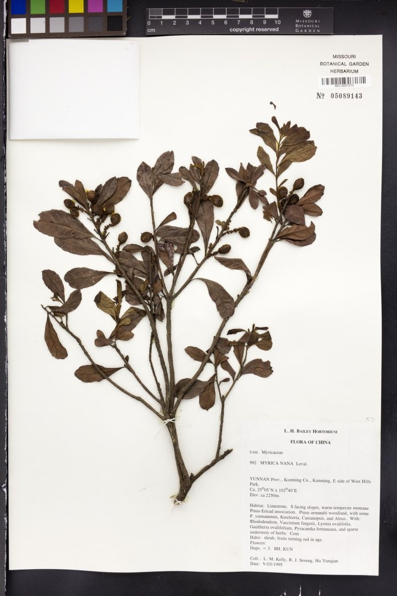 Myrica nana