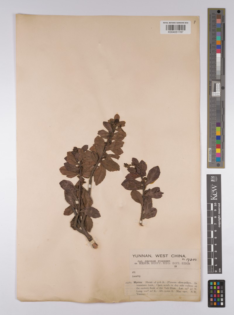 Myrica nana photo 2