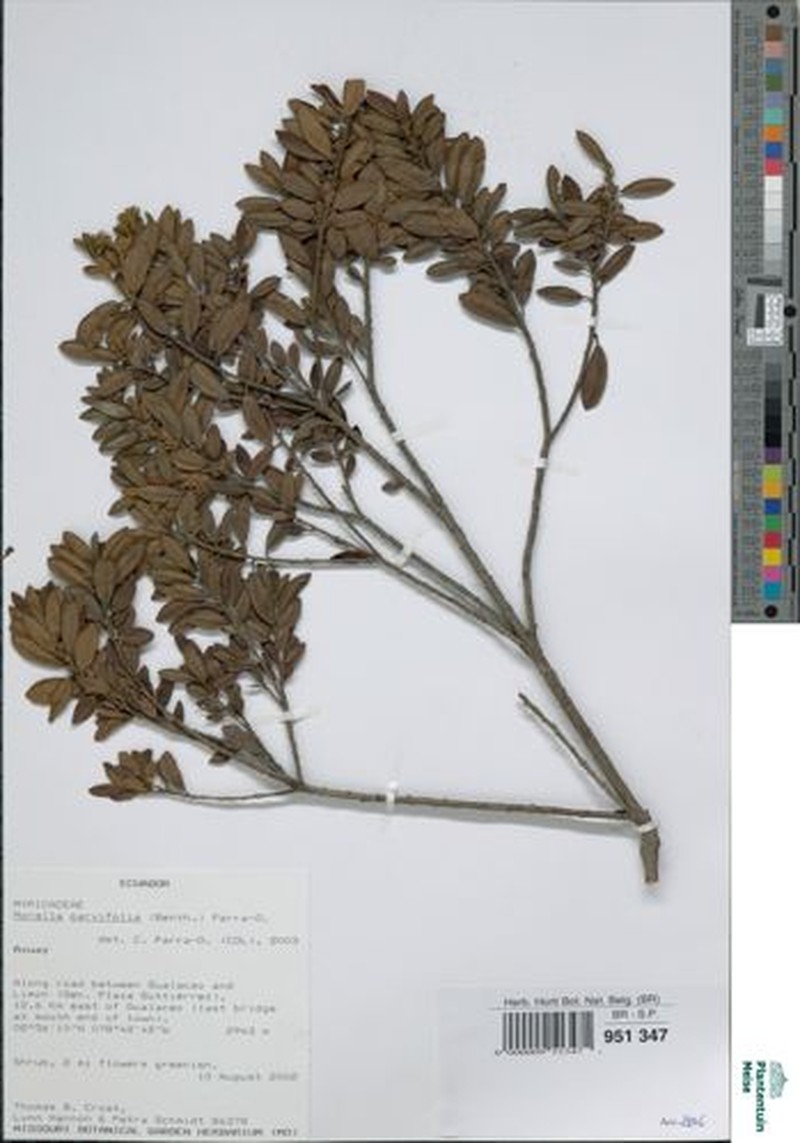 Myrica parvifolia