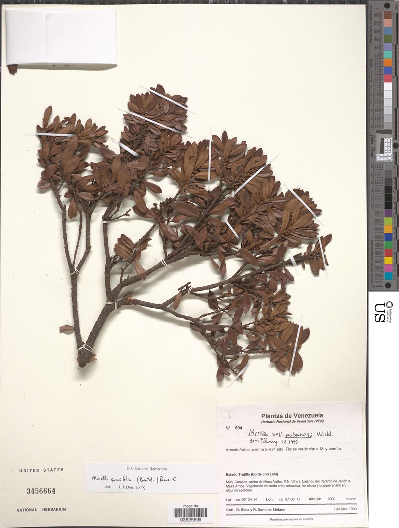 Myrica parvifolia photo 2