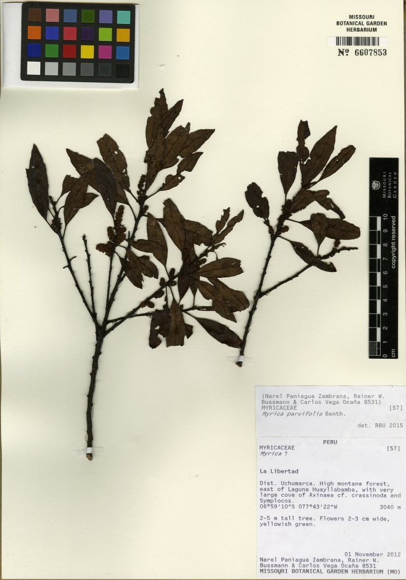 Myrica parvifolia photo 3
