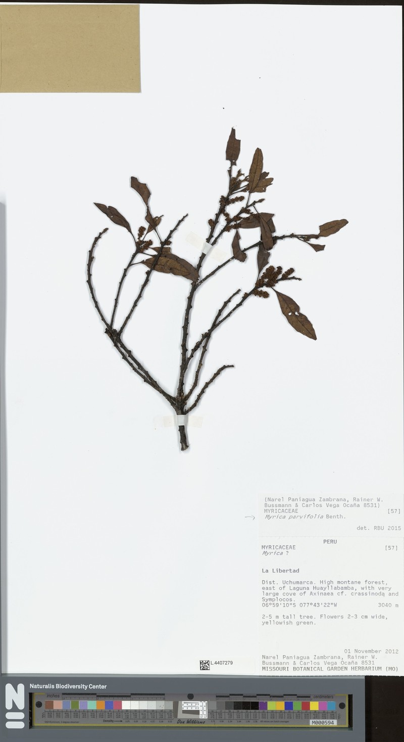 Myrica parvifolia photo 4