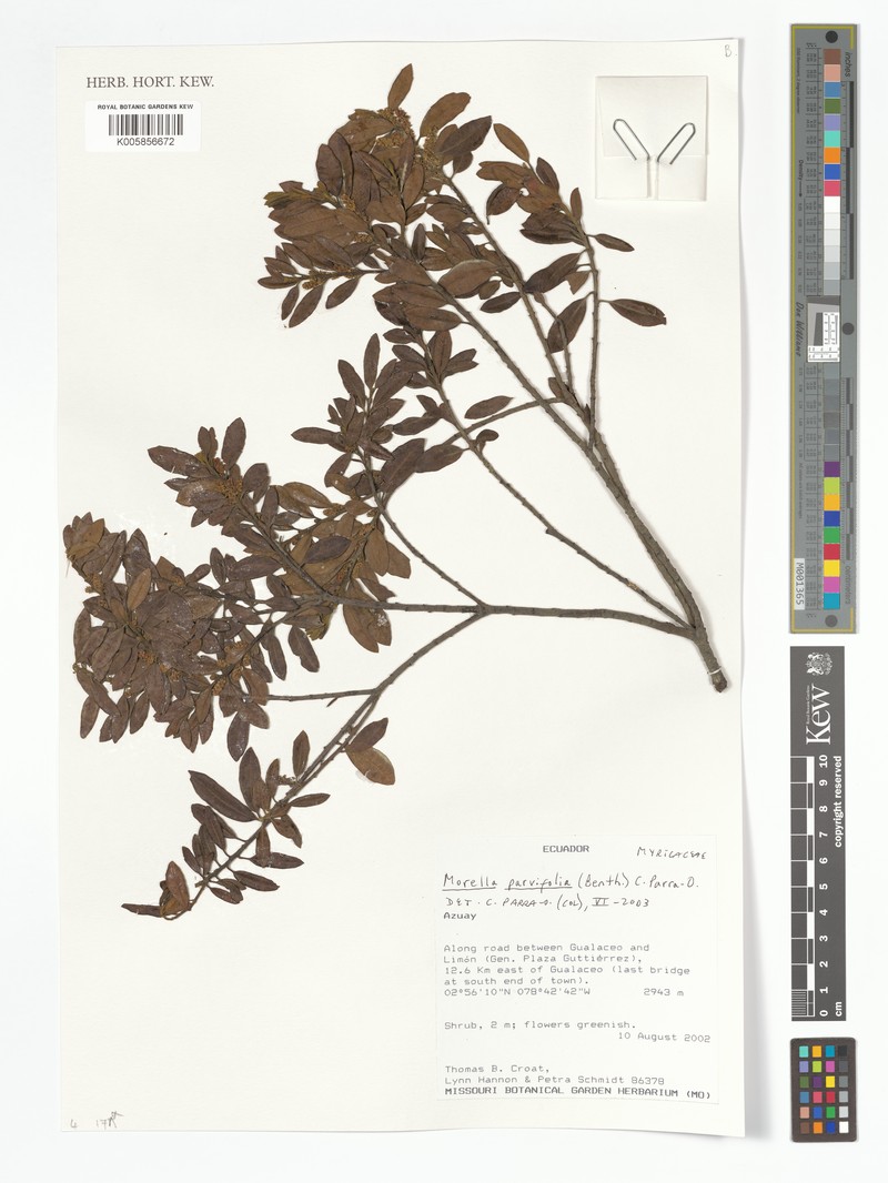 Myrica parvifolia photo 5