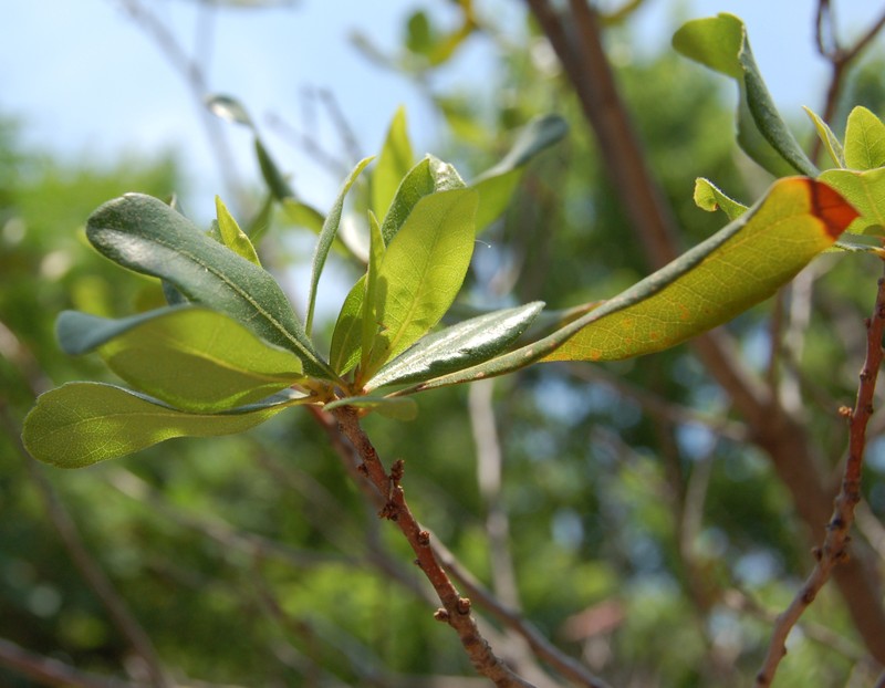 Bayberry