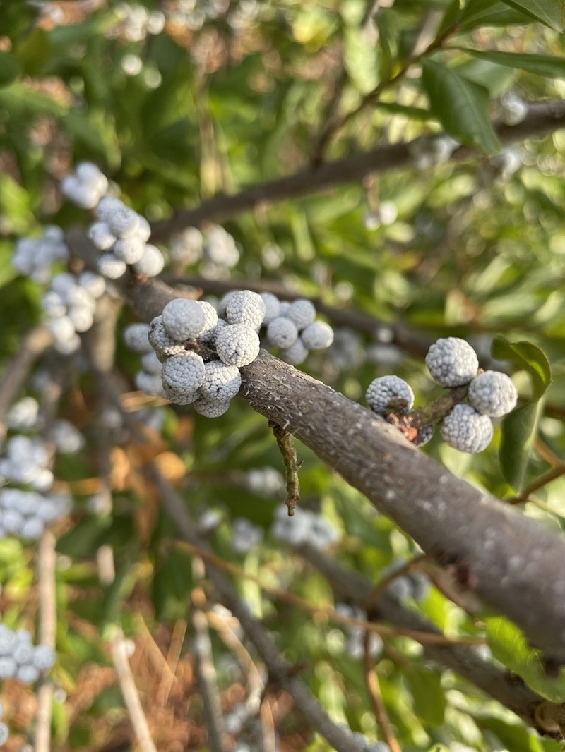 Bayberry photo 3