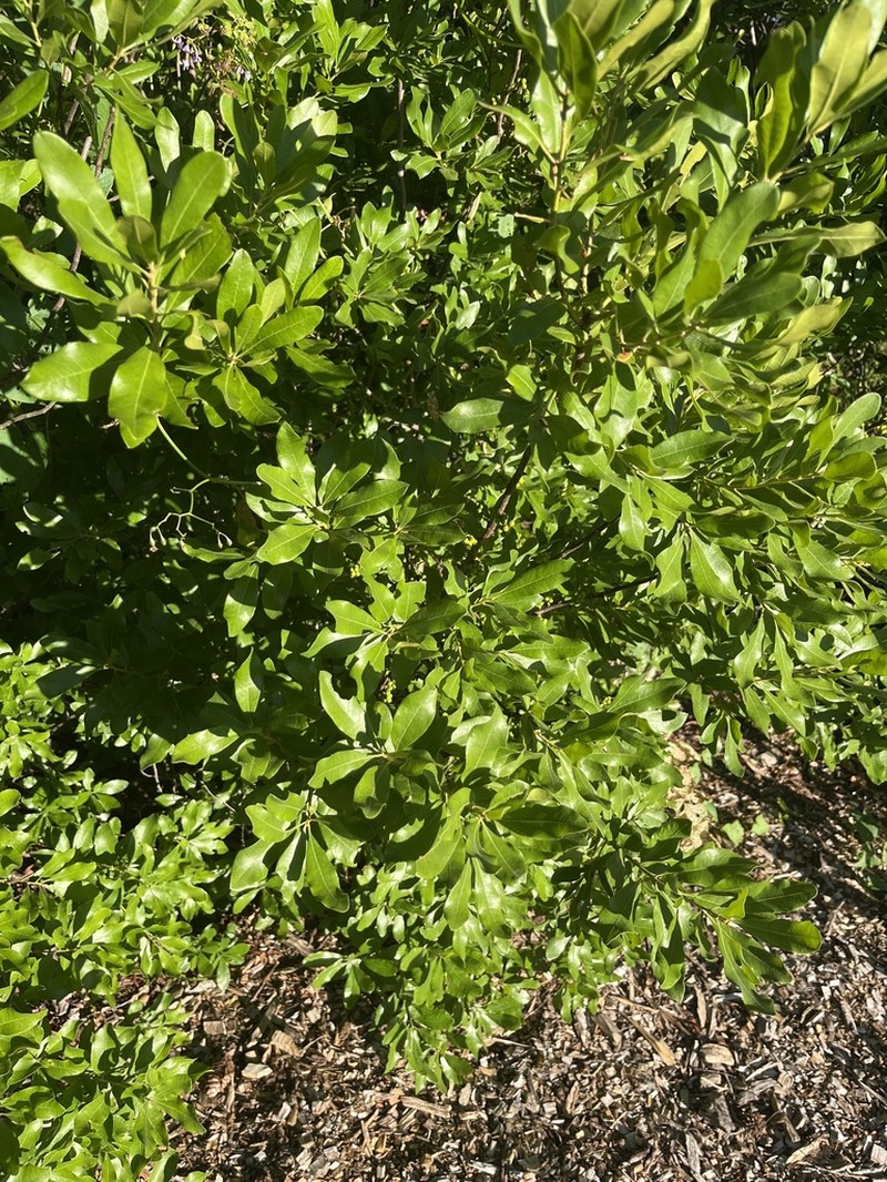 Bayberry photo 4