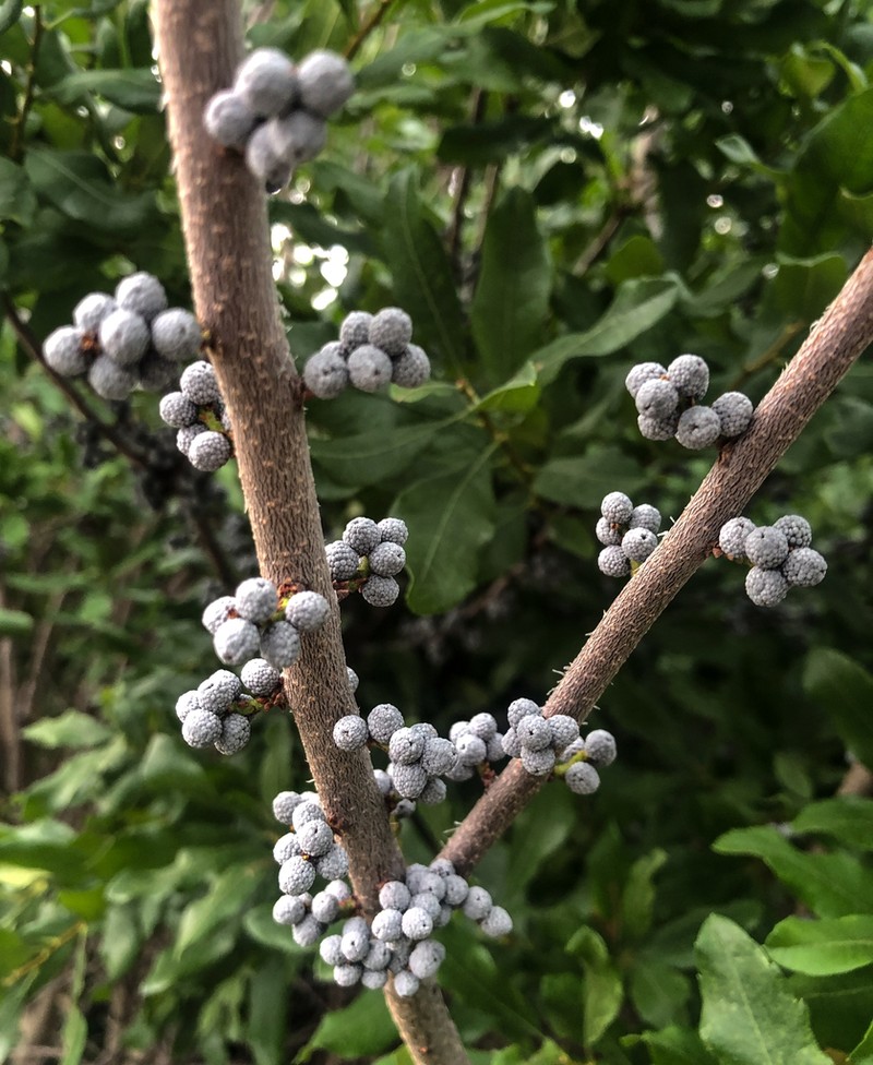 Bayberry photo 5