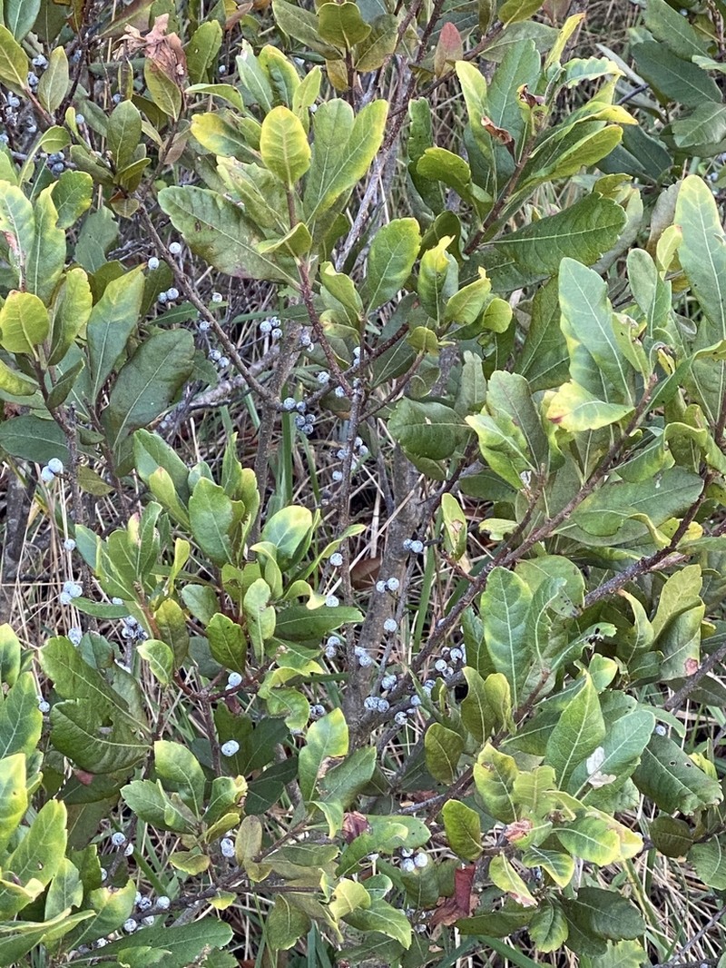 Bayberry photo 6