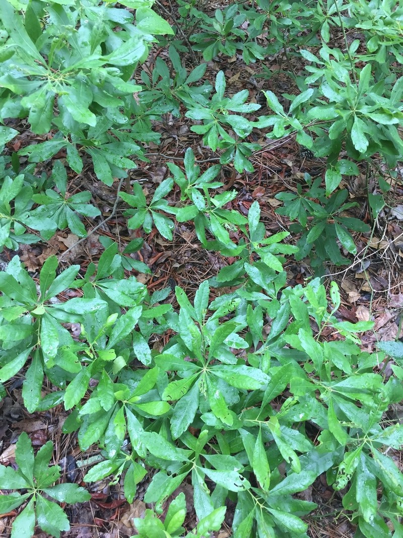 Bayberry photo 7