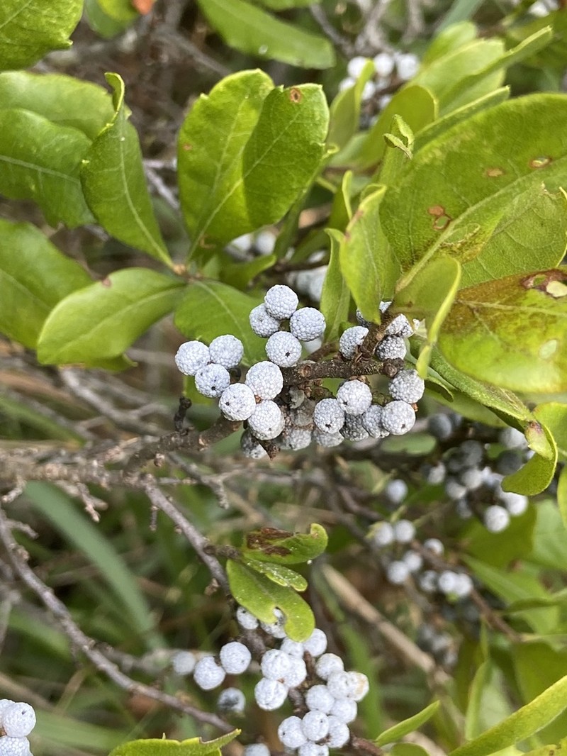 Bayberry photo 8