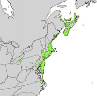 Northern Bayberry