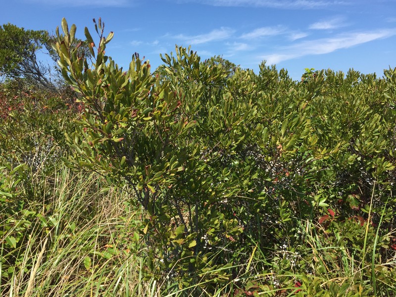 Northern Bayberry photo 2