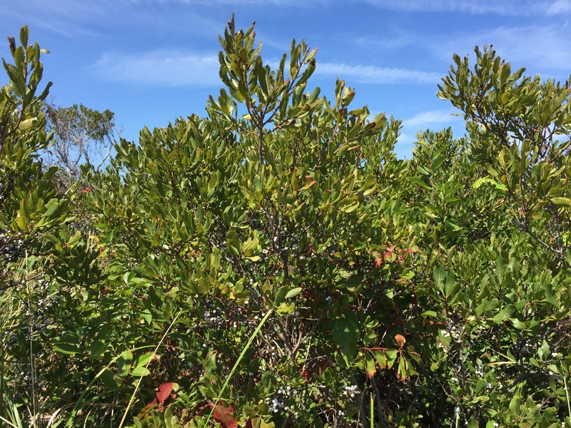 Northern Bayberry photo 3
