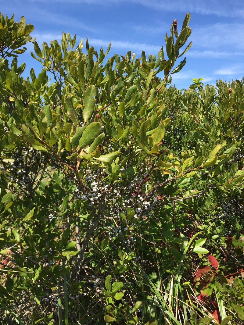 Northern Bayberry photo 4