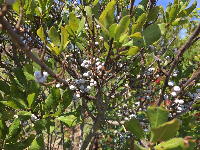 Northern Bayberry photo 5