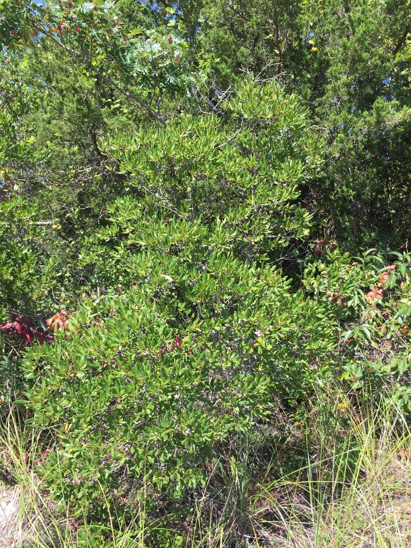 Northern Bayberry photo 6