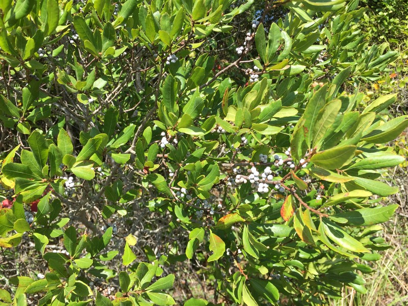 Northern Bayberry photo 7