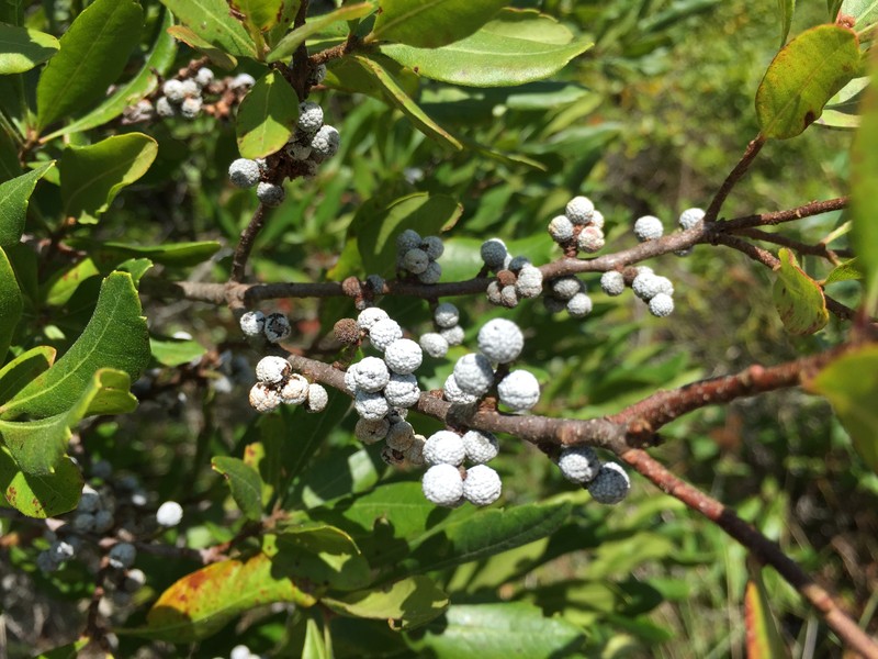Northern Bayberry photo 8