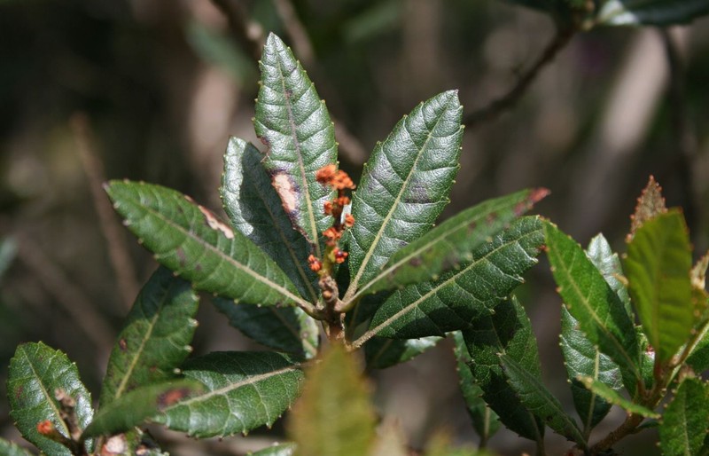 Myrica phanerodonta