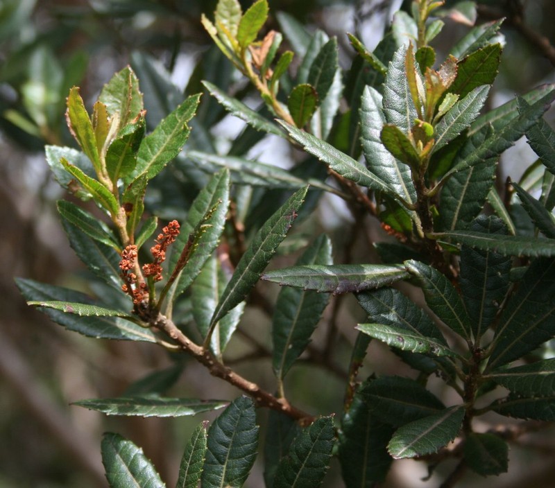 Myrica phanerodonta photo 2