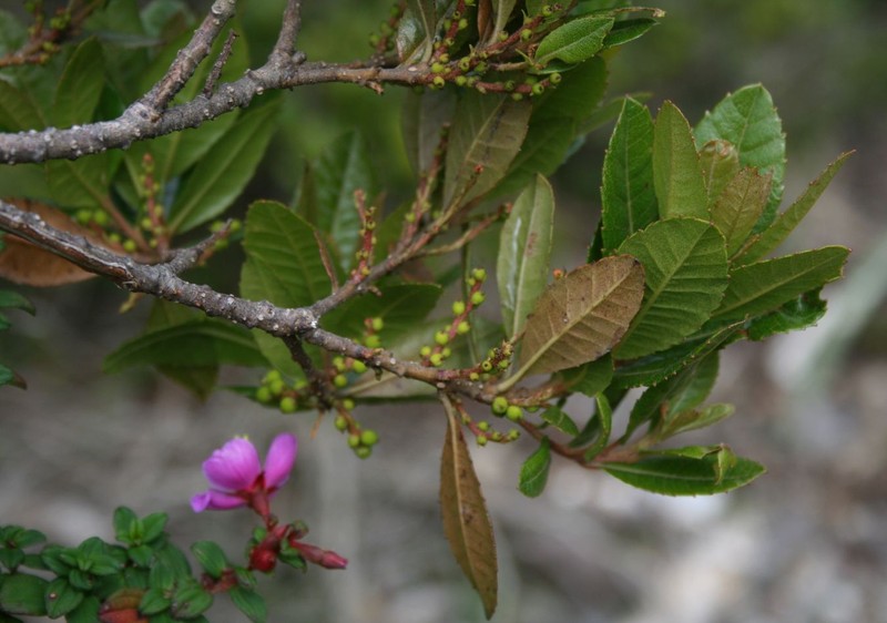 Myrica phanerodonta photo 3