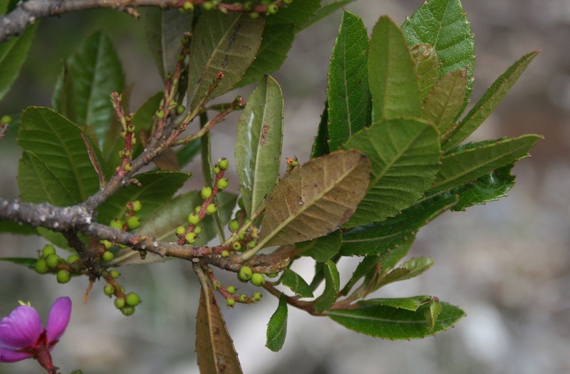 Myrica phanerodonta photo 4