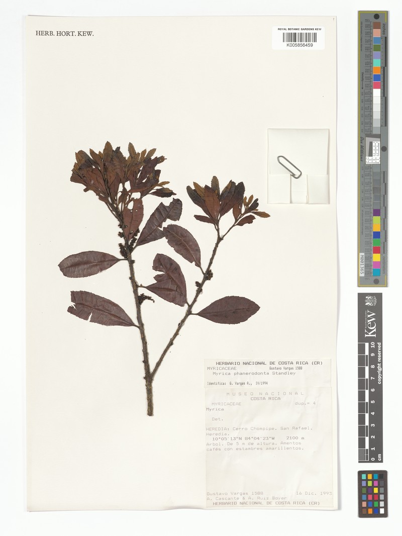 Myrica phanerodonta photo 5