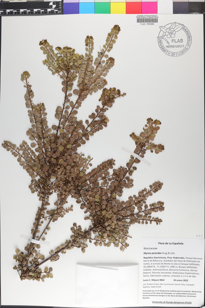 Myrica picardae