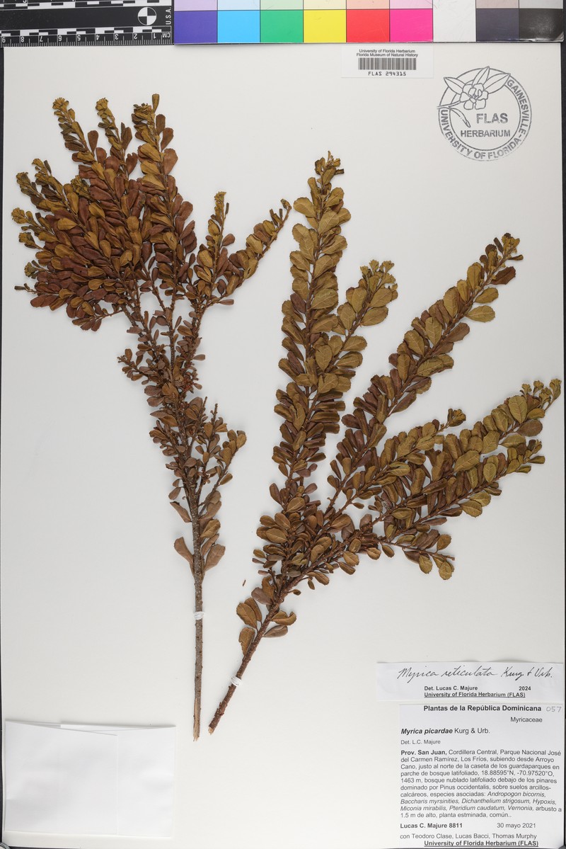 Myrica picardae photo 2