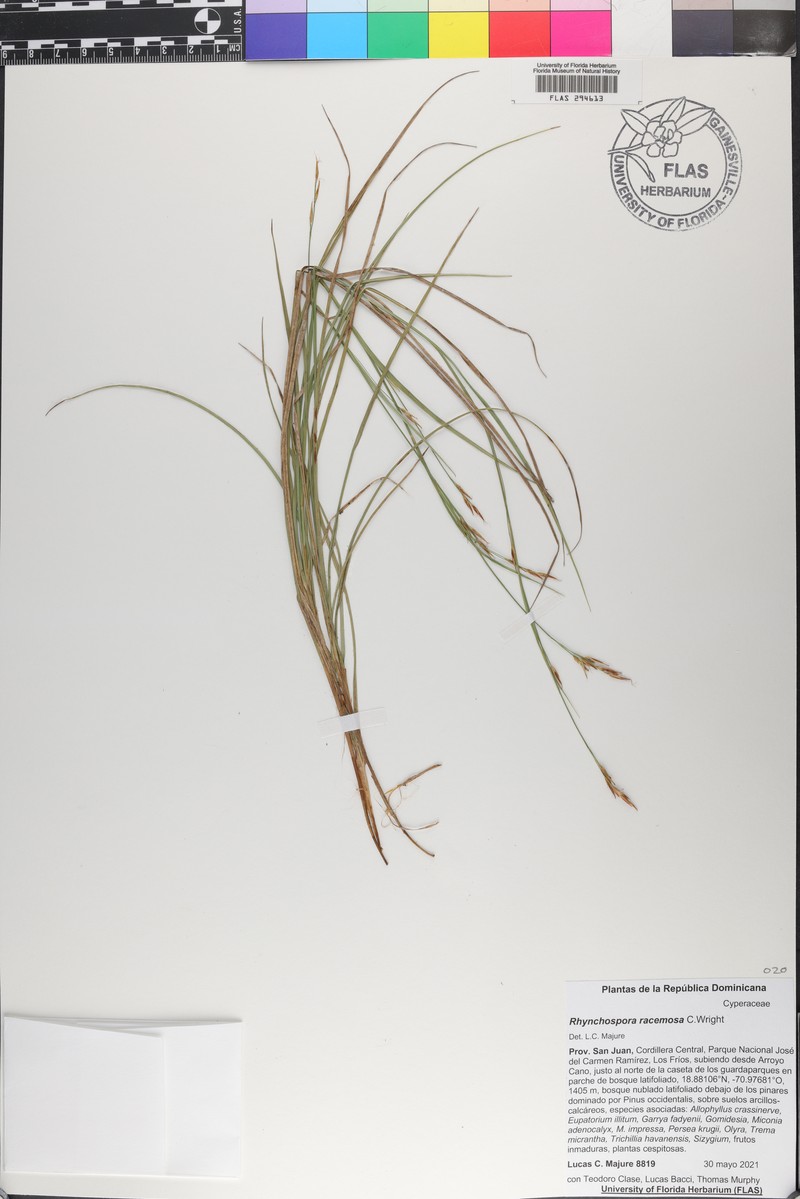 Myrica picardae photo 3
