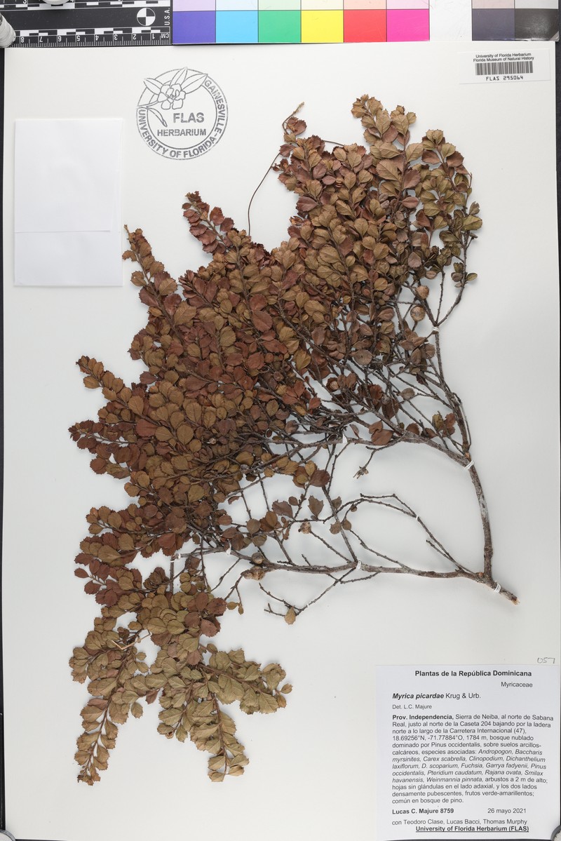 Myrica picardae photo 4