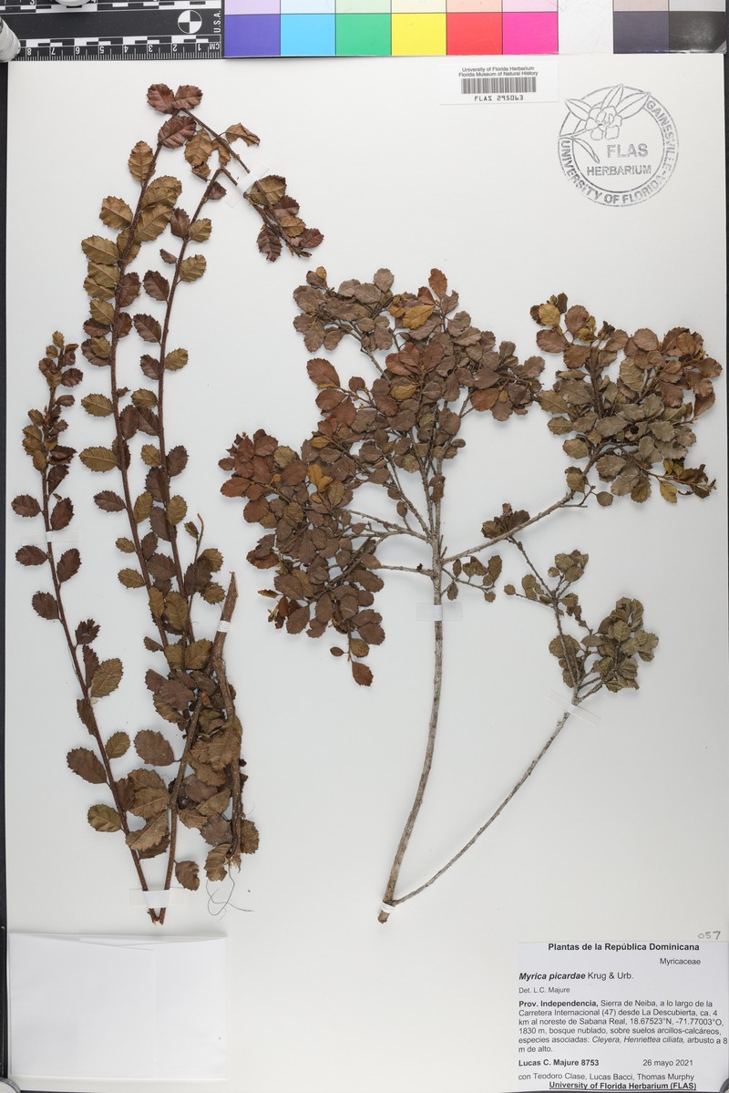 Myrica picardae photo 5