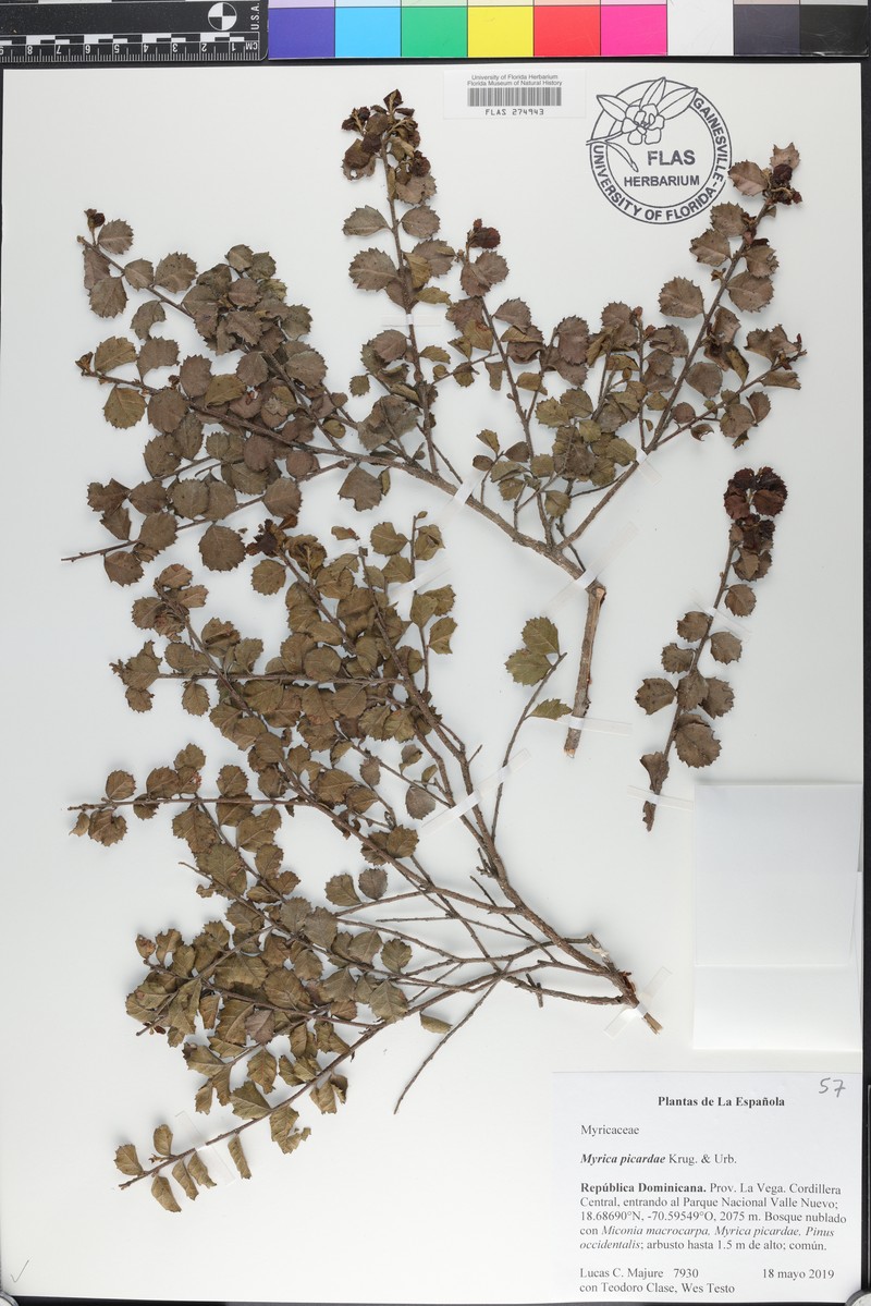 Myrica picardae photo 6